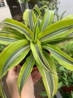 DRACENA LEMON SURPRISE