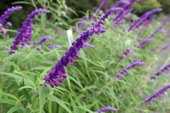 SALVIA LEUCANTHA