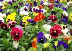 PLANTIN PENSAMIENTOS
