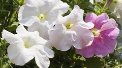 PLANTIN DE PETUNIA en internet
