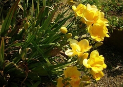 FRESIAS