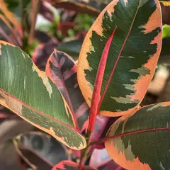FICUS ELASTICA RUBY - GOMERO RUBY - comprar online