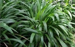 SETARIA(PASTO PALMERA)