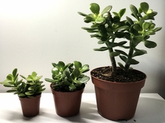 ARBOL DE JADE