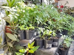 TOMATE CHERRY