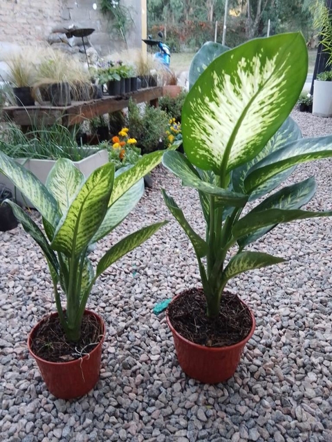 DIFEMBACHIA TROPIC M19