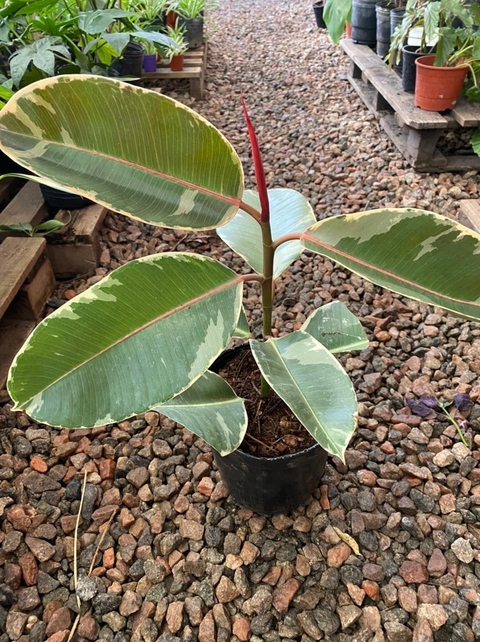 GOMERO DISCIPLINADO (chico)