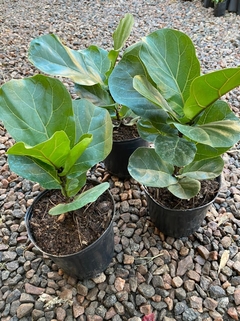 PANDURATA