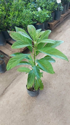 PALTA