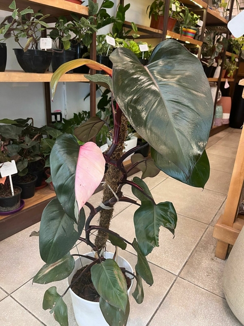 PHILODENDRO PINK PRINCESS M24