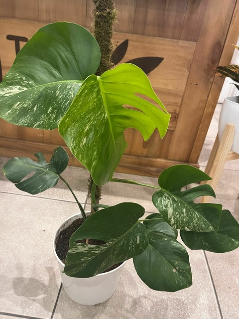 MONSTERA ALBA VARIEGADA M21 - comprar online