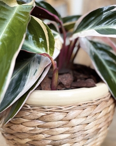 Maceta ‘RATTAN’ - comprar online