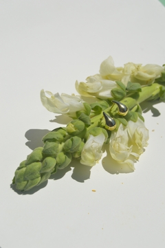 Aretes de gota