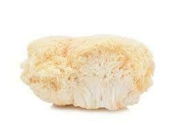 Melena de león (Hericium erinaceus) microdisis