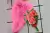 Molde silicona Ramo de Rosas en internet