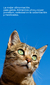 Gatos