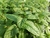Óleo Essencial de Menta Piperita