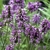 Óleo Essencial de Patchouli (Dark) - Essential Green | Ingredientes Naturais Para Cosméticos