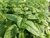 Óleo Essencial de Menta Piperita - comprar online