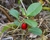 Imagem do Óleo Essencial de Wintergreen