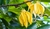 Óleo Essencial de Ylang Ylang III - comprar online