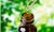 Green Siloil - comprar online