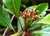 Óleo Essencial de Cravo Folha - Essential Green | Ingredientes Naturais Para Cosméticos