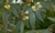 Óleo Essencial de Eucalipto Citriodora - Essential Green | Ingredientes Naturais Para Cosméticos