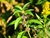 Óleo Essencial de Menta Arvensis - comprar online