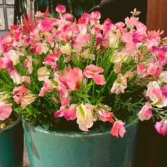 Flor de Guisantes Rosa