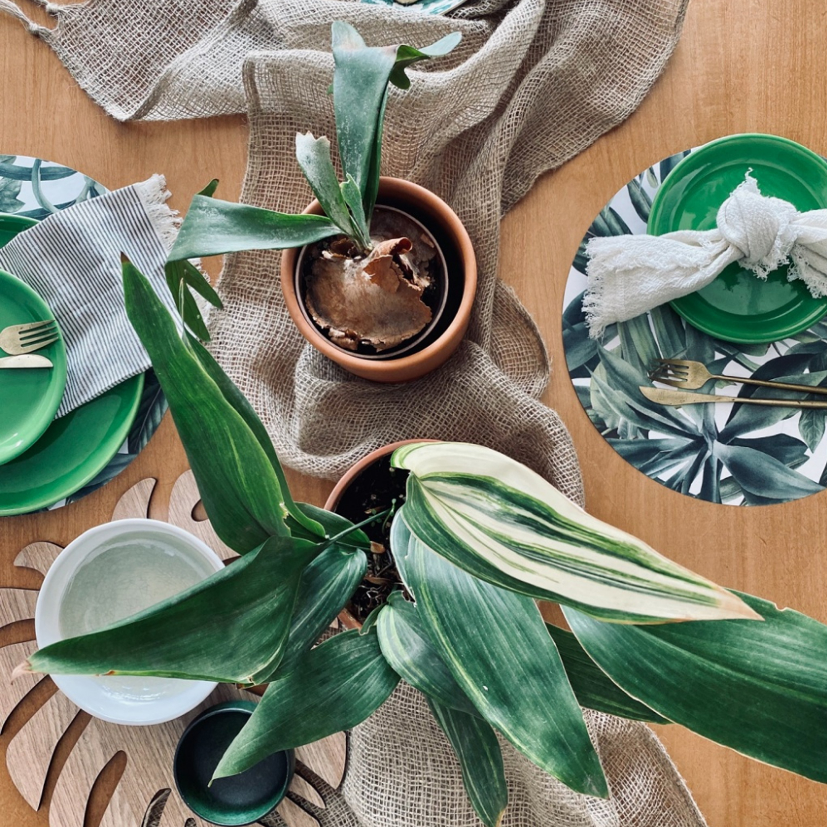 PLANTAS & FLORES