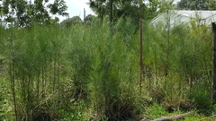 CASUARINA en internet