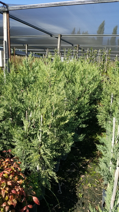 Imagen de Cipres Leylandii