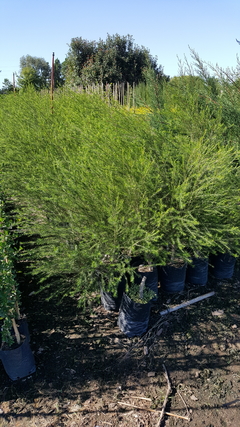 Calistemo blanco o Melaleuca - VIVERO KIRKEN