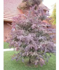 ACACIA B. RUBRA 150-180 E.10L - comprar online