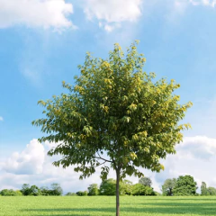ACER NEGUNDO en internet