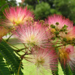 ACACIA DE CONSTANTINOPLA - VIVERO KIRKEN