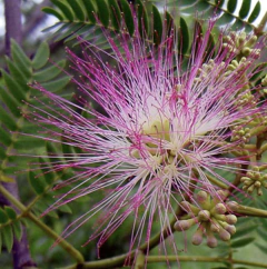 ACACIA DE CONSTANTINOPLA
