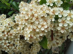 CRATAEGUS VAN HEDEN - tienda online