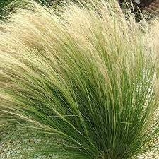 STIPA, E. 04 LTS en internet