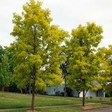 ACACIA FRISIA INJ. C/COPA en internet