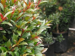 EUGENIA MYRTIFOLIA - VIVERO KIRKEN
