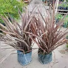 FORNIO RUBRA - VIVERO KIRKEN