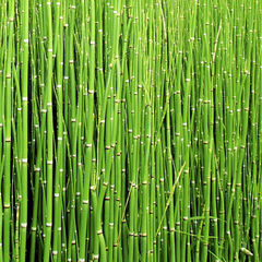 EQUISETUM - comprar online