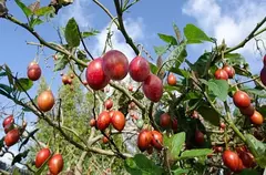 ARBOL DEL TOMATE - comprar online