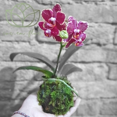 KOKEDAMA MINI ORQUIDEA - comprar online