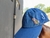 Gorra Clemencia II - tienda online