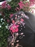 Boina Nicolasa (32) - comprar online