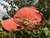 Gorra Leonor - comprar online