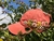 Imagen de Gorra Leonor